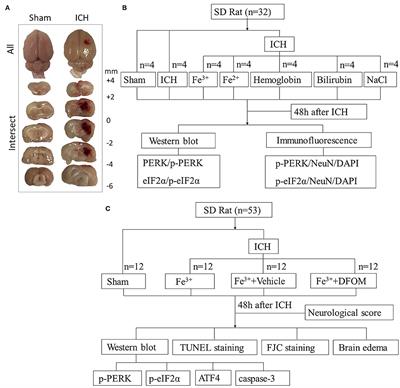 The Blood Component Iron Causes Neuronal Apoptosis Following Intracerebral Hemorrhage via the PERK Pathway